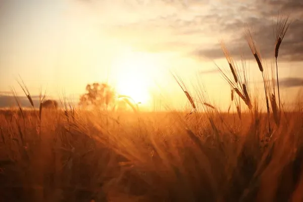 russian-organic-wheatfield-in-the-sunrise.webp