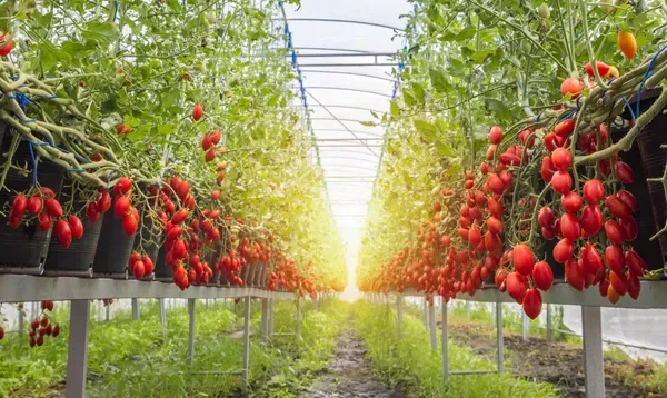 tomatoes-growing-in-a-greenhouse.webp